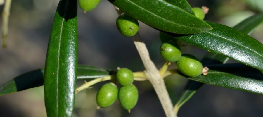Georgia Grown Olives